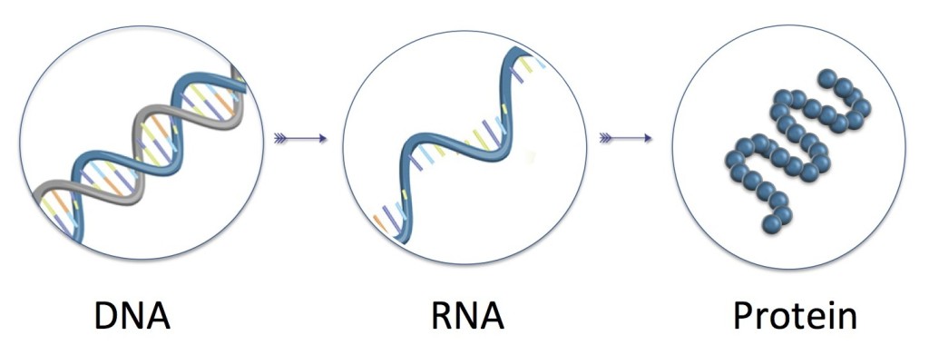 In der DNA ist eine Kopie der Erbinformation gespeichert, die als Bauplan für den lebenden Organismus dient. Bestimmte Abschnitte werden Gene genannt. Sie können abgelesen und bei Bedarf in RNA übersetzt werden. Auf deren Grundlage werden anschließend die Proteine zusammengebaut.