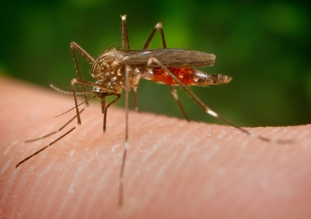 Der Neuankömmling Aedes Japonicus wird auch als Japanische oder Asiatische Buschmücke bezeichnet. Bildquelle: de.wikipedia.org - CC-BY-SA 3.0