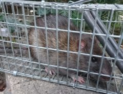 Eine Ratte in einem mettalenen Käfig