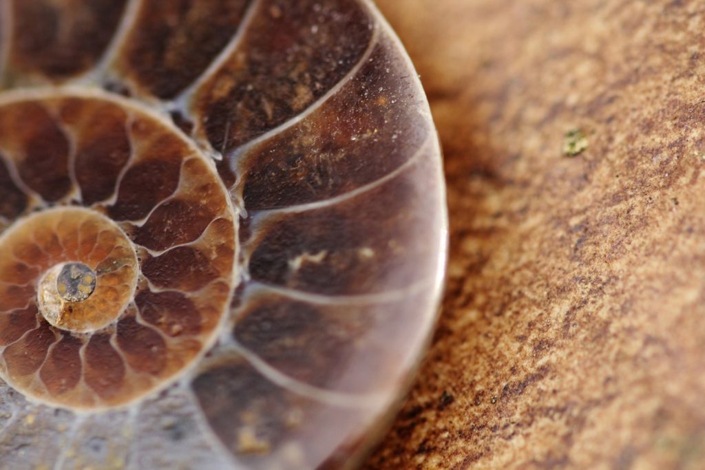 Ein braunes Schnecken-Fossil.