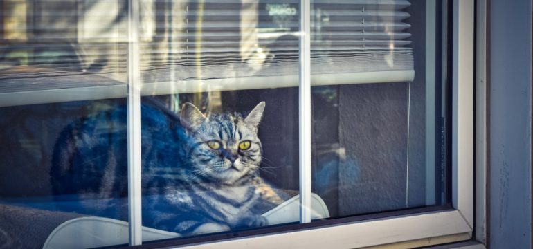 Katze im Fenster mit grünen Augen