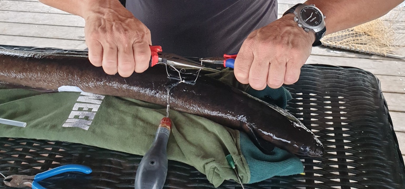 Aale führen ein für die Biologie mysteriöses Liebesleben.