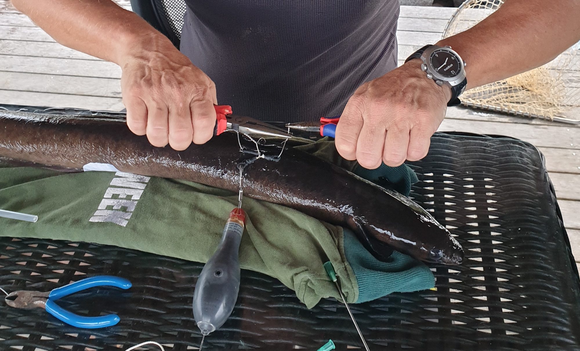 Warum Laichen Aale In Der Sargassosee www.schroedingerskatze.at