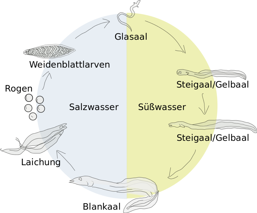 Eine gezeichnete, kreisförmige Grafik, die aus zwei Hälften besteht. Entlang des Kreises sind die verschiedenen Formen aufgezeichnet, die Aale in ihrem Leben annehmen.