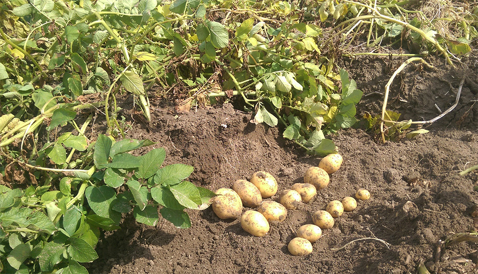Eine Reihe ausgegrabener Kartoffeln liegt auf einem Feld.