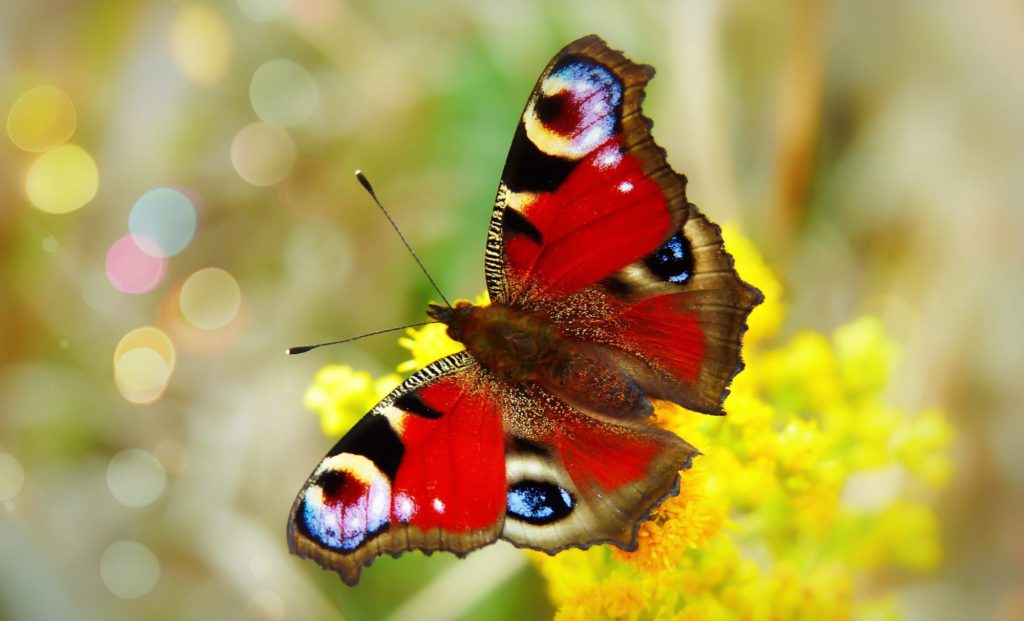 Ein bunter Schmetterling auf einer gelben Blume.