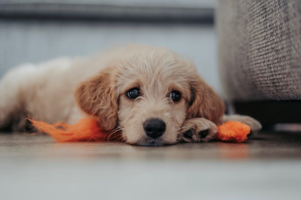 Ein Golden Retriever Welpe liegt auf dem Boden blickt schuldig drein.