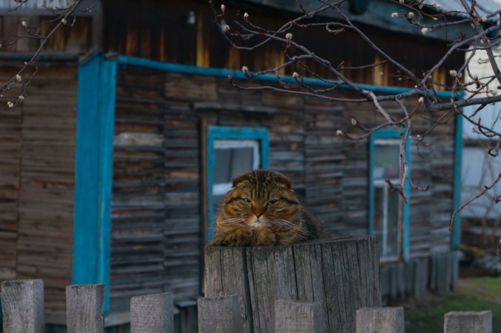 Eine Katze liegt auf einem Zaunpfahl vor einem Haus und blickt genervt in die Kamera.