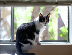 Eine schwarz-weiße Katze sitzt vor einem Fenster und blickt Richtung Kamera.