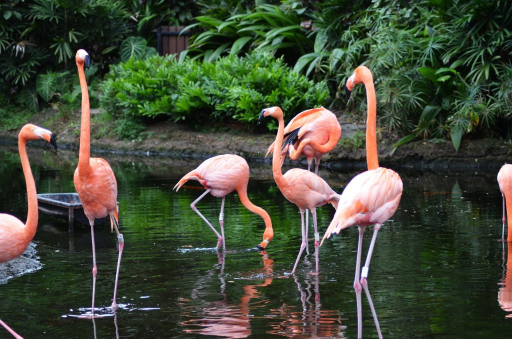 Sieben pinke Flamingos stehen in einem Gewässer.