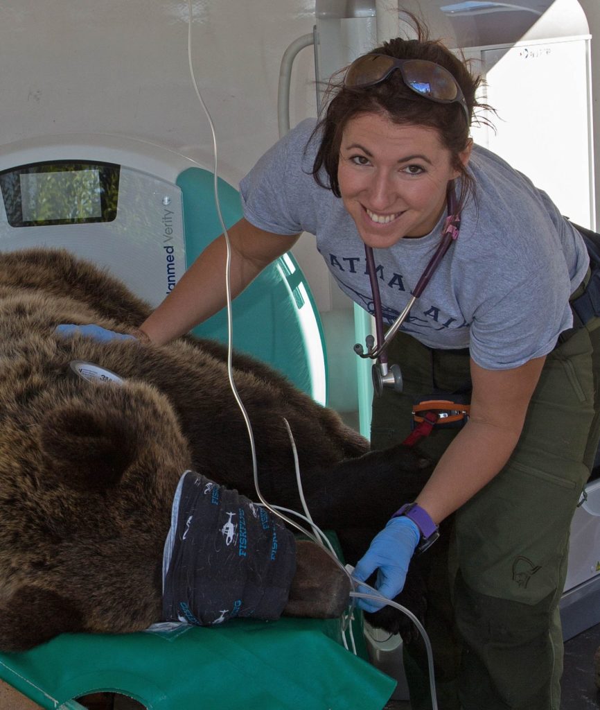 Das Bild zeigt Johanna Painer neben einem schlafenden Bären in einem Labor.