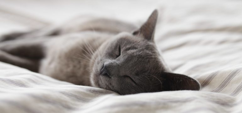 Eine graue Katze schläft auf einem Bett.