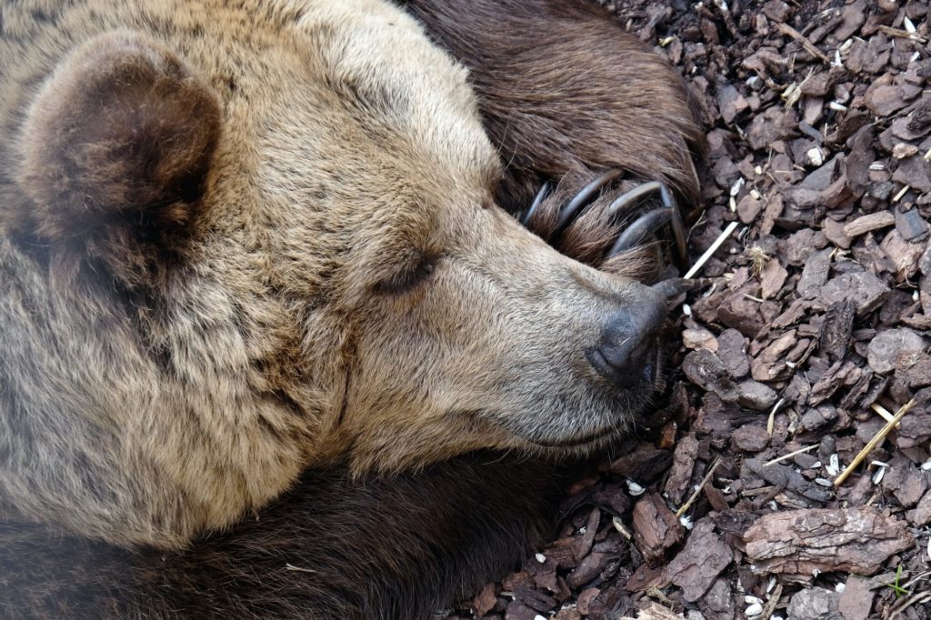 Ein brauner Bär schläft auf dem Boden.