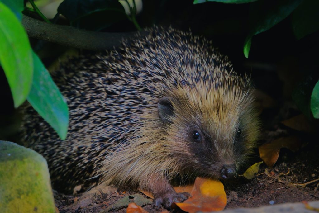 Das Bild zeigt einen Igel, der sich zwischen Blättern versteckt.