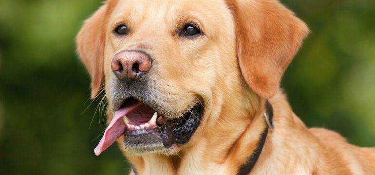 Hund mit heraushängender Zunge