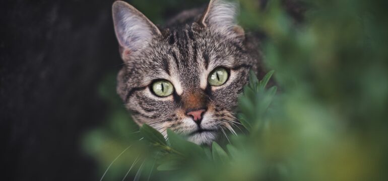 Katze, die aus dem Gebüsch schaut