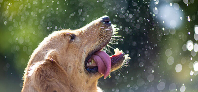 Ein Hund mit heraushängender Zunge.