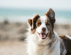 Ein Hund schaut direkt in die Kamera, im Hintergrund sind Strand und Meer zu sehen.