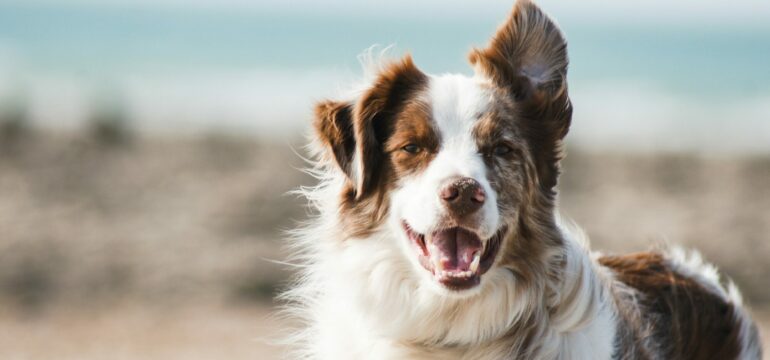 Ein Hund schaut direkt in die Kamera, im Hintergrund sind Strand und Meer zu sehen.