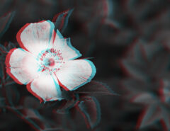 Das unscharfe Bild einer Blume.