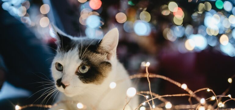 Eine Katze liegt auf Lichterketten, hinter ihr ist ein Weihnachtsbaum zu sehen.