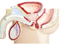 Mittelsagittalschnitt mit Darstellung der Anatomie des Beckens und der Hoden. Das Modell wurde in einer Studioumgebung aufgenommen. Isoliert auf weißem Hintergrund.
