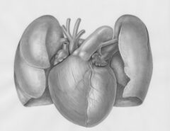 Eine Zeichnung eines Herzens und der Lunge.