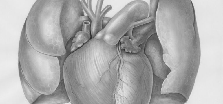 Eine Zeichnung eines Herzens und der Lunge.