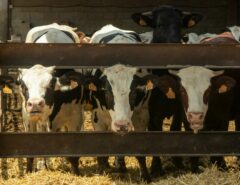 Mehrere Kühe stehen im Stall.