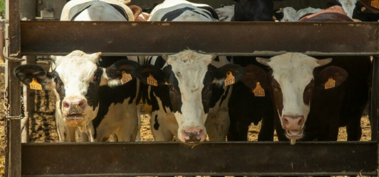 Mehrere Kühe stehen im Stall.