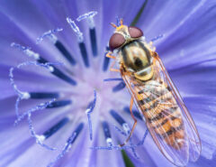 Hainschwebfliege in Großaufnahme. Die Hainschwebfliege zählt zu den natürlichen Schädlingsbekämpfern. Ihre Larven fressen Blattläuse und andere Pflanzenschädlinge.
