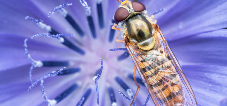 Hainschwebfliege in Großaufnahme. Die Hainschwebfliege zählt zu den natürlichen Schädlingsbekämpfern. Ihre Larven fressen Blattläuse und andere Pflanzenschädlinge.
