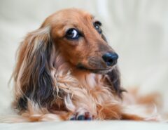 Ein brauner, kleiner Hund vor einem weißen Hintergrund.