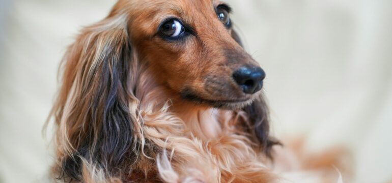 Ein brauner, kleiner Hund vor einem weißen Hintergrund.