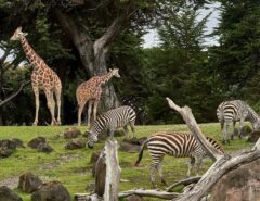 Giraffen und Zebras in einem Zoo.