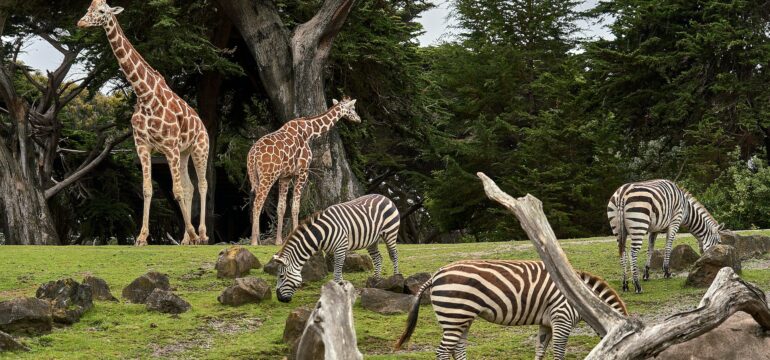 Giraffen und Zebras in einem Zoo.