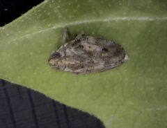 Eine Zikade in Großaufnahme.