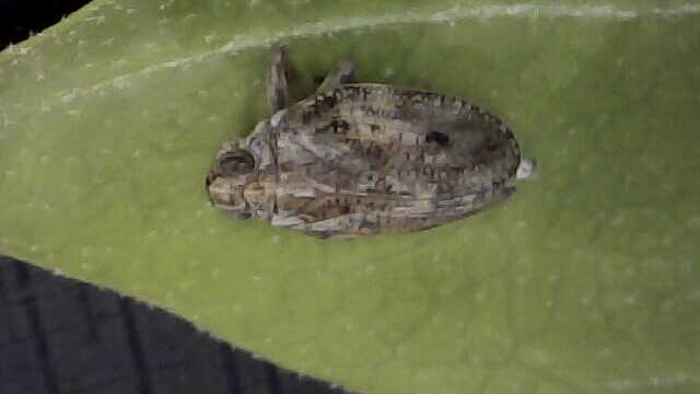 Eine Zikade in Großaufnahme.