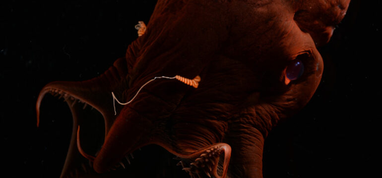 Ein Vampirtintenfisch in Großaufnahme.