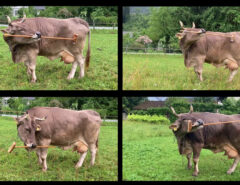 Die Kuh Viktoria in vier verschiedenen Situationen, wie sie einen Besen nutzt, um sich zu kratzen.