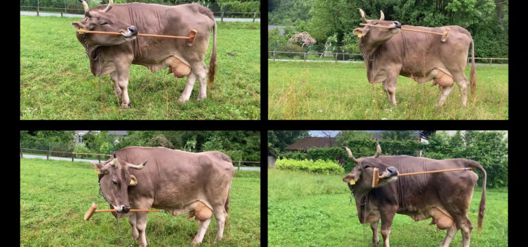 Die Kuh Viktoria in vier verschiedenen Situationen, wie sie einen Besen nutzt, um sich zu kratzen.