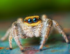 Eine Spinne in Großaufnahme.