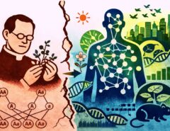 Vom einfachen Mendelschen Vererbungsmodell zur komplexen Realität: Viele Merkmale entstehen aus dem Zusammenspiel zahlreicher Gene – und werden zusätzlich durch Umwelt und genetischen Hintergrund geprägt.