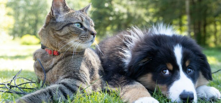Eine Katze und ein Hund liegen nebeneinander auf einer Wiese.